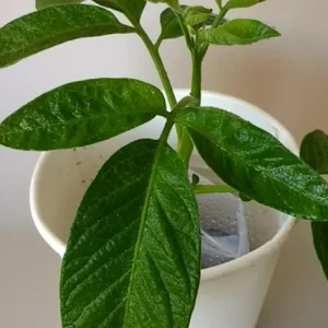 Pepino Melon Live Plant – Solanum muricatum Golden Sweet Ginseng Fruit – 1 Rooted Starter Plant – Outdoor - Image 17