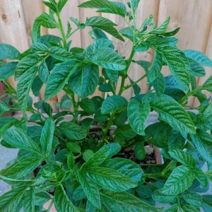 Pepino Melon Live Plant – Solanum muricatum Golden Sweet Ginseng Fruit – 1 Rooted Starter Plant – Outdoor - Image 2