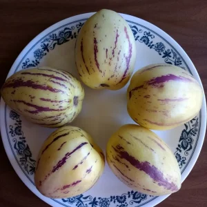 Pepino Melon Live Plant – Solanum muricatum Golden Sweet Ginseng Fruit – 1 Rooted Starter Plant – Outdoor - Image 3