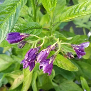 Pepino Melon Live Plant – Solanum muricatum Golden Sweet Ginseng Fruit – 1 Rooted Starter Plant – Outdoor - Image 4