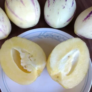 Pepino Melon Live Plant – Solanum muricatum Golden Sweet Ginseng Fruit – 1 Rooted Starter Plant – Outdoor - Image 5