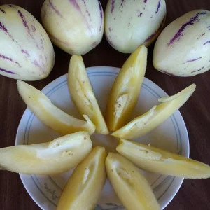 Pepino Melon Live Plant – Solanum muricatum Golden Sweet Ginseng Fruit – 1 Rooted Starter Plant – Outdoor - Image 6