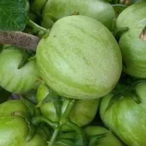 Pepino Melon Live Plant – Solanum muricatum Golden Sweet Ginseng Fruit – 1 Rooted Starter Plant – Outdoor - Image 8