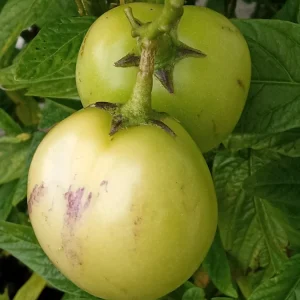 Pepino Melon Live Plant – Solanum muricatum Golden Sweet Ginseng Fruit – 1 Rooted Starter Plant – Outdoor - Image 9