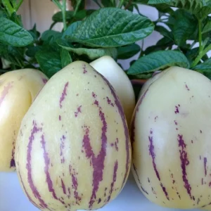 Pepino Melon Live Plant – Solanum muricatum Golden Sweet Ginseng Fruit – 1 Rooted Starter Plant – Outdoor - Image 1