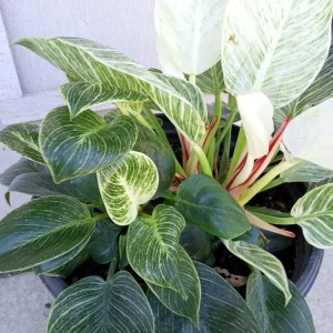 Philodendron Birkin Live Plant - Rare Variegated Indoor Houseplant - 1 Starter Plant - Image 2