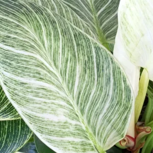 Philodendron Birkin Live Plant - Rare Variegated Indoor Houseplant - 1 Starter Plant - Image 3