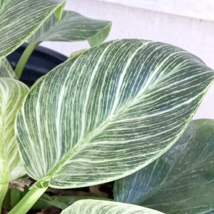 Philodendron Birkin Live Plant - Rare Variegated Indoor Houseplant - 1 Starter Plant - Image 4
