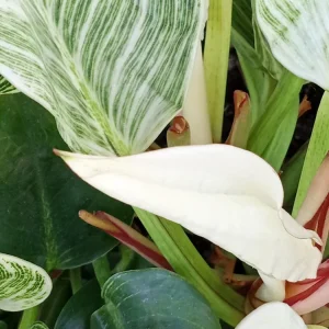 Philodendron Birkin Live Plant - Rare Variegated Indoor Houseplant - 1 Starter Plant - Image 5