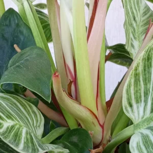 Philodendron Birkin Live Plant - Rare Variegated Indoor Houseplant - 1 Starter Plant - Image 6
