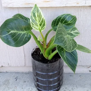 Philodendron Birkin Live Plant - Rare Variegated Indoor Houseplant - 1 Starter Plant - Image 7