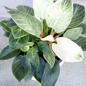 Philodendron Birkin Live Plant - Rare Variegated Indoor Houseplant - 1 Starter Plant - Image 1