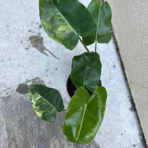 Philodendron Burle Marx Live Plant – Tropical Indoor Houseplant - Image 2