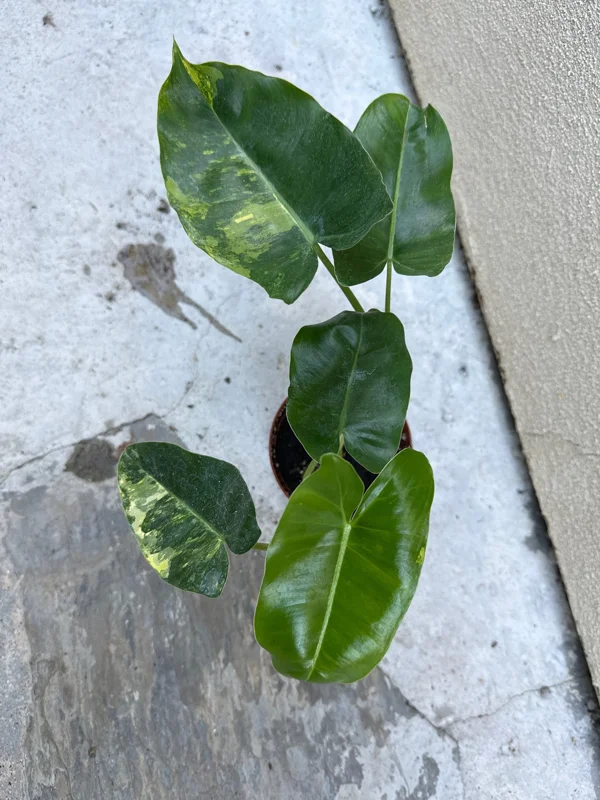Philodendron Burle Marx Live Plant – Tropical Indoor Houseplant - Image 2