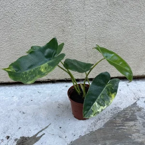 Philodendron Burle Marx Live Plant – Tropical Indoor Houseplant - Image 3
