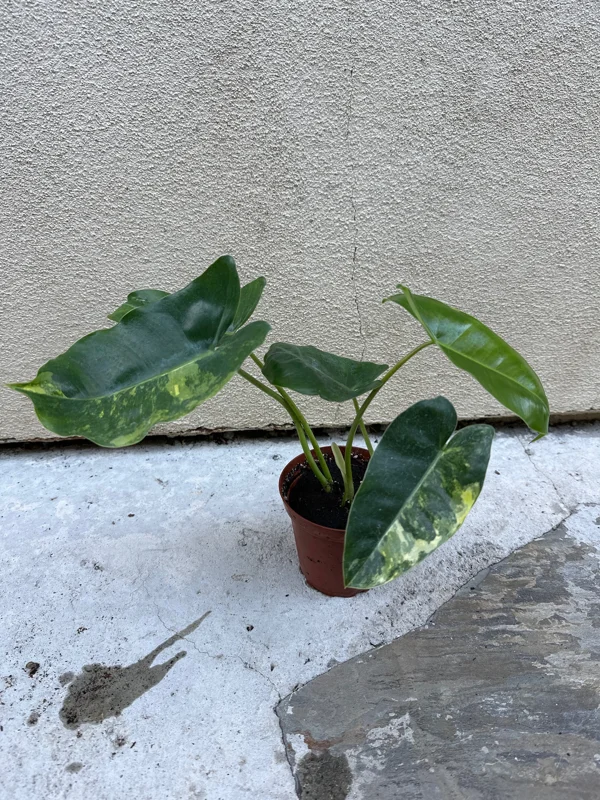 Philodendron Burle Marx Live Plant – Tropical Indoor Houseplant - Image 3