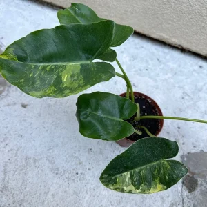 Philodendron Burle Marx Live Plant – Tropical Indoor Houseplant - Image 1