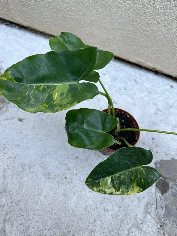 Philodendron Burle Marx Live Plant – Tropical Indoor Houseplant - Image 1