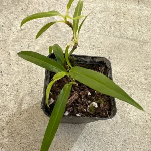 Philodendron Chinchamayense Rooted Live Plant – Rare Aroid Houseplant - Image 2