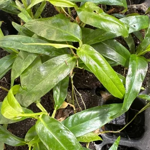 Philodendron Chinchamayense Rooted Live Plant – Rare Aroid Houseplant - Image 3