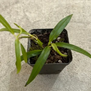 Philodendron Chinchamayense Rooted Live Plant – Rare Aroid Houseplant - Image 1