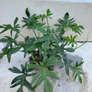 Philodendron pedatum Cutting - Live Aroid Plant for Indoor Decor, 1 Leaf - Image 2