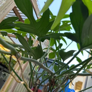 Philodendron pedatum Cutting - Live Aroid Plant for Indoor Decor, 1 Leaf - Image 3