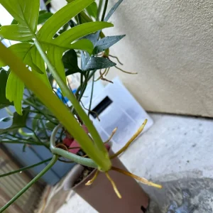 Philodendron pedatum Cutting - Live Aroid Plant for Indoor Decor, 1 Leaf - Image 4