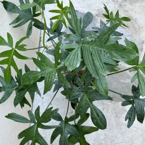 Philodendron pedatum Cutting - Live Aroid Plant for Indoor Decor, 1 Leaf - Image 1