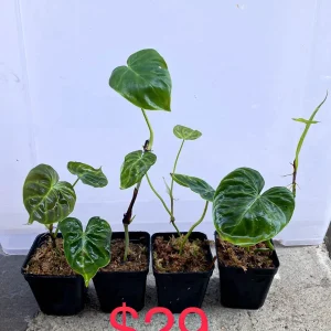 Philodendron Verrucosum Live Plant – Rooted Tropical Aroid – Indoor Houseplant - Image 3