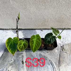 Philodendron Verrucosum Live Plant – Rooted Tropical Aroid – Indoor Houseplant - Image 4