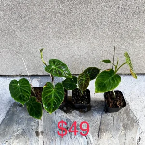 Philodendron Verrucosum Live Plant – Rooted Tropical Aroid – Indoor Houseplant - Image 5