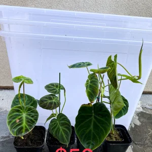 Philodendron Verrucosum Live Plant – Rooted Tropical Aroid – Indoor Houseplant - Image 6