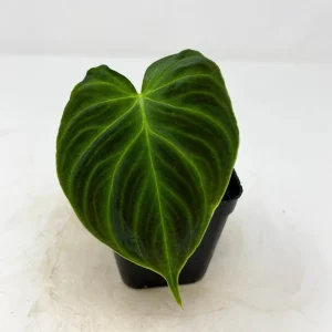 Philodendron Verrucosum Mini Red Back Cutting Live Plant – Rare Aroid - Image 2