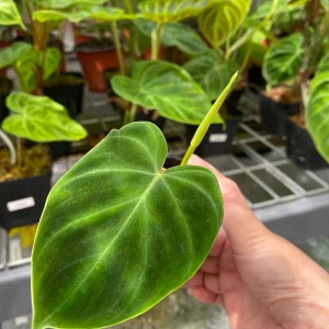 Philodendron Verrucosum Mini Red Back Cutting Live Plant – Rare Aroid - Image 3