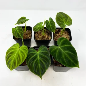 Philodendron Verrucosum Mini Red Back Cutting Live Plant – Rare Aroid - Image 1