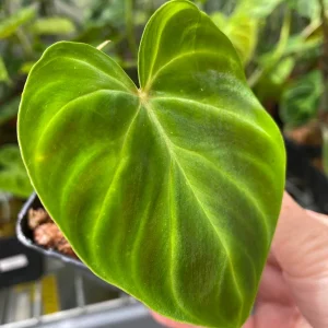 Philodendron Verrucosum Mini Red Back Cutting Live Plant – Rare Aroid - Image 4