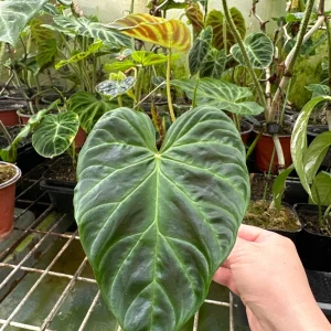Philodendron Verrucosum Mini Red Back Cutting Live Plant – Rare Aroid - Image 5