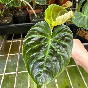 Philodendron Verrucosum Mini Red Back Cutting Live Plant – Rare Aroid - Image 6