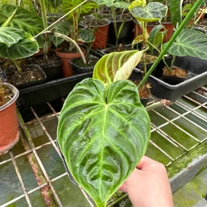 Philodendron Verrucosum Mini Red Back Cutting Live Plant – Rare Aroid - Image 7