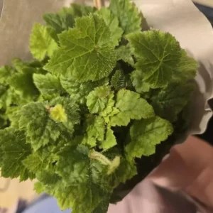 Piggyback Plant Live - Tolmiea Menziesii Potted Houseplant, Hardy & Easy Care - Image 2