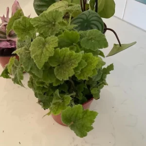 Piggyback Plant Live - Tolmiea Menziesii Potted Houseplant, Hardy & Easy Care - Image 3