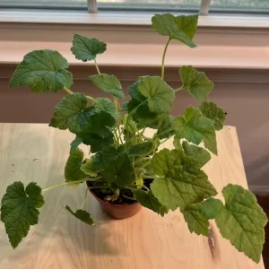 Piggyback Plant Live - Tolmiea Menziesii Potted Houseplant, Hardy & Easy Care - Image 4