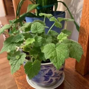 Piggyback Plant Live - Tolmiea Menziesii Potted Houseplant, Hardy & Easy Care - Image 5