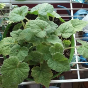Piggyback Plant Live - Tolmiea Menziesii Potted Houseplant, Hardy & Easy Care - Image 6
