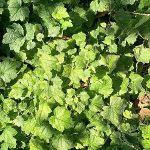 Piggyback Plant Live - Tolmiea Menziesii Potted Houseplant, Hardy & Easy Care - Image 7