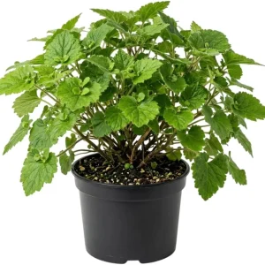 Piggyback Plant Live - Tolmiea Menziesii Potted Houseplant, Hardy & Easy Care - Image 1