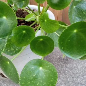 Pilea Peperomioides Chinese Money Plant - Live Houseplant Plug, Indoor, Green - Image 2