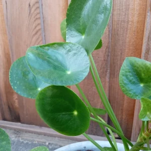Pilea Peperomioides Chinese Money Plant - Live Houseplant Plug, Indoor, Green - Image 3