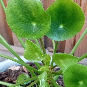 Pilea Peperomioides Chinese Money Plant - Live Houseplant Plug, Indoor, Green - Image 4